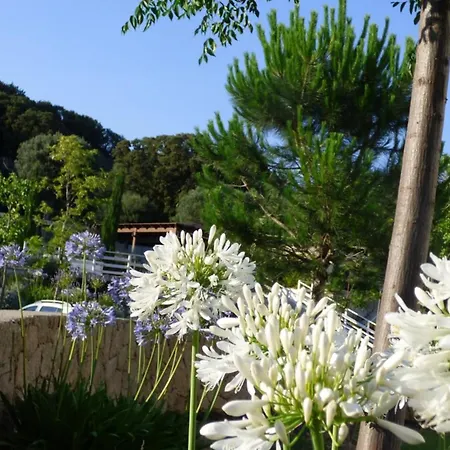 Rez De Jardin Dans De Charme ... Porto-Vecchio (Corsica)